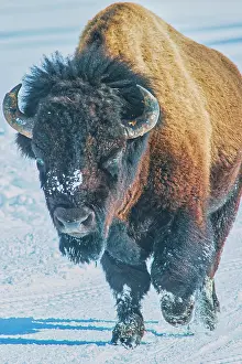 Buffalo: Yellowstone National Park