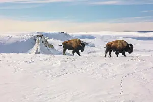 Buffalo: Yellowstone National Park