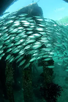 Jetty: Yellowstripe Scad - school