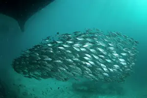 Jetty: Yellowstripe Scad - school in shallow water under boat