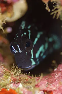 Blenny: Yellowtail Blenny - in hole