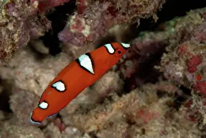 Yellowtail: Yellowtail Coris juvenile
