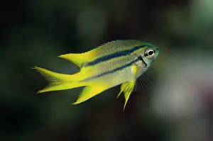Damsel: Yellowtail Damsel - juvenile