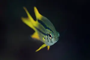 Damsel: Yellowtail Damsel - juvenile