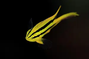 Damsel: Yellowtail Damsel - juvenile