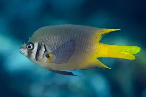 Damsel: Yellowtail Damsel - Lone Tree dive site, Dili, East