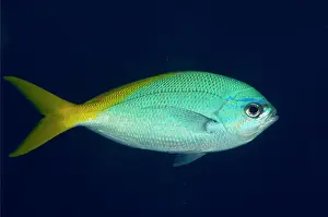 Line: Yellowtail Fusilier
