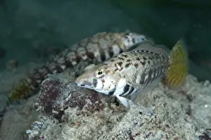 Cendana: Yellowtail Sandperch - pair