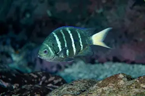 Sergeant: Yellowtail Sergeant