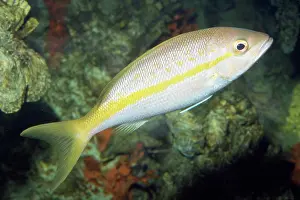 Yellowtail: Yellowtail Snapper
