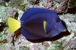 Surgeonfish: Yellowtail (Surgeonfish) Tang