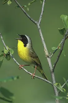 Geothlypis: Yellowthroat