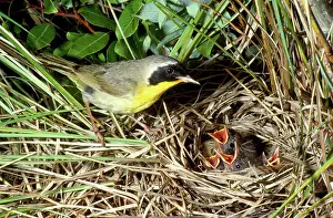 Geothlypis: Yellowthroat - male at nest with young
