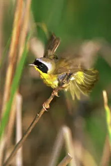 Geothlypis: Yellowthroat perched on a reed
