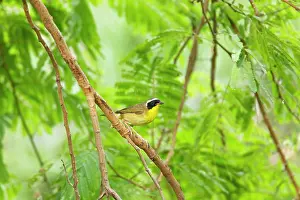 Geothlypis: Yellowthroat Warbler