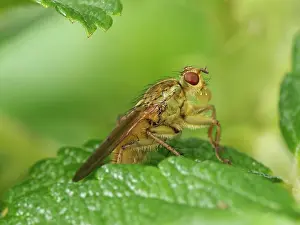 Dung: Yelow Dung Fly