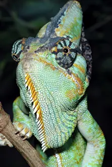 Yemen: Yemen Chameleon