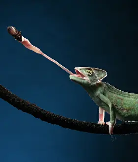 Sticking: Yemen chameleon (Chamaeleo calyptratus) feeding