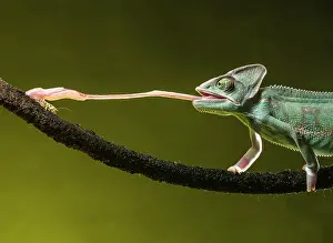 Sticking: Yemen chameleon (Chamaeleo calyptratus) feeding