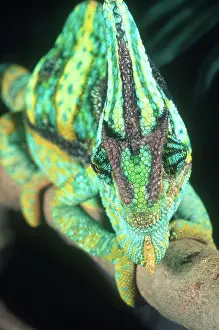 Yemen: Yemen Veiled Chameleon