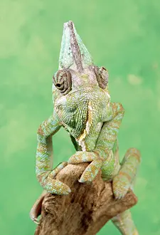 Chameleo: Yemenese / Veiled CHAMELEON - Male