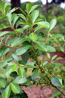 Ilex: Yerba Mate