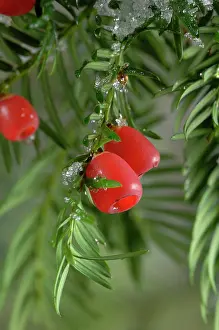Yews: Yew with berries