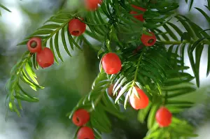 Yews: Yew with berries