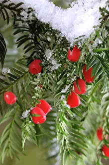 Yews: Yew with berries