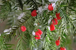 Yews: Yew with berries