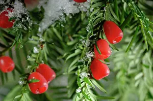 Yews: Yew with berries