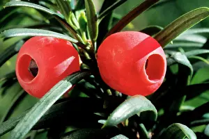 Yews: Yew with berries