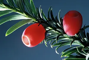 Yews: YEW BERRIES - C/U