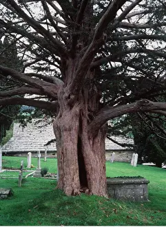 Churches: YEW - in churchyard