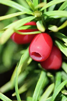 Taxus: Yew, Common Yew A Standishii, Taxus baccata standishii