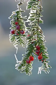 Yews: Yew - frost covered