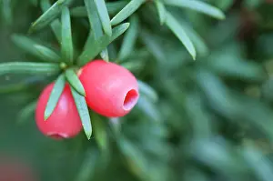 Taxus: Yew, Irish Yew, Taxus baccata fastigiata, Close