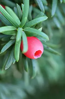 Taxus: Yew, Irish Yew, Taxus baccata fastigiata, Close