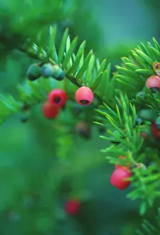 Taxus: Yew