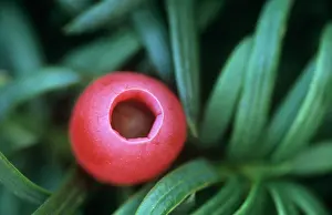 Taxus: Yew