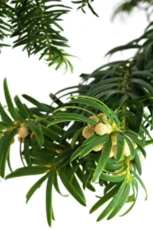 Taxus: Yew