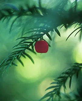 Taxus: Yew