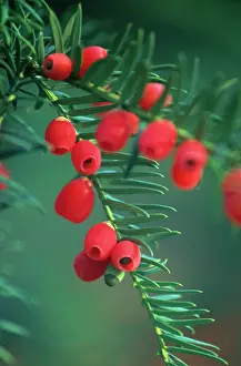 Taxus: Yew