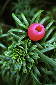 Taxus: Yew