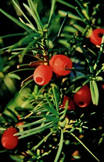 Taxus: Yew