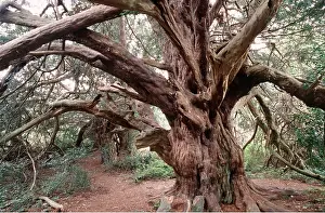 Yews: YEW TREE