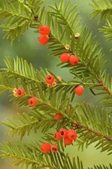 Yews: Yew tree in autumn, with ripe berries