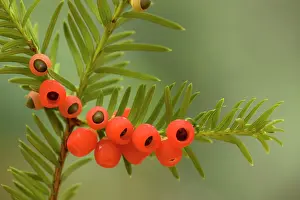 Yews: Yew tree in autumn, with ripe berries