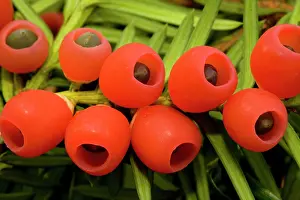 Yews: Yew tree in autumn, with ripe berries