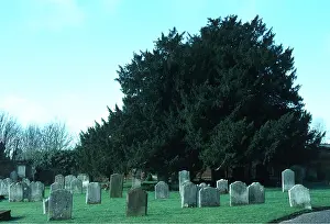 Ardea London: YEW TREE - in church yard
